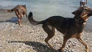 Abby en Shanti samen zwemmen 