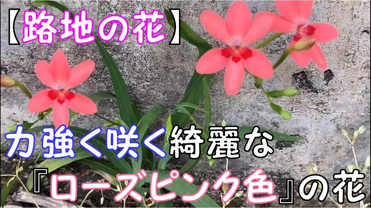 路地の花 力強く咲く綺麗な ローズピンク色 の花 Youtube