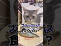 【検証】うちの猫はブラックバス食べるのか?