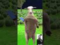 शबबो के फौलोवर्स 😂 | Animals Stories | Hindi Kahani | Moral Kahaniya | #shorts