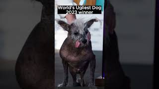 Worlds Ugliest Dog winner 2023 #shorts