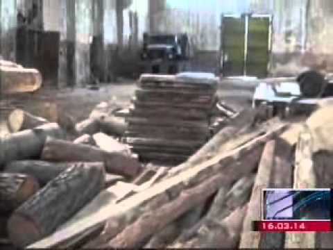 MOE: აჭარაში ხე-ტყის უკანონო მოპოვების რამდენიმე ფაქტი გამოვლინდა