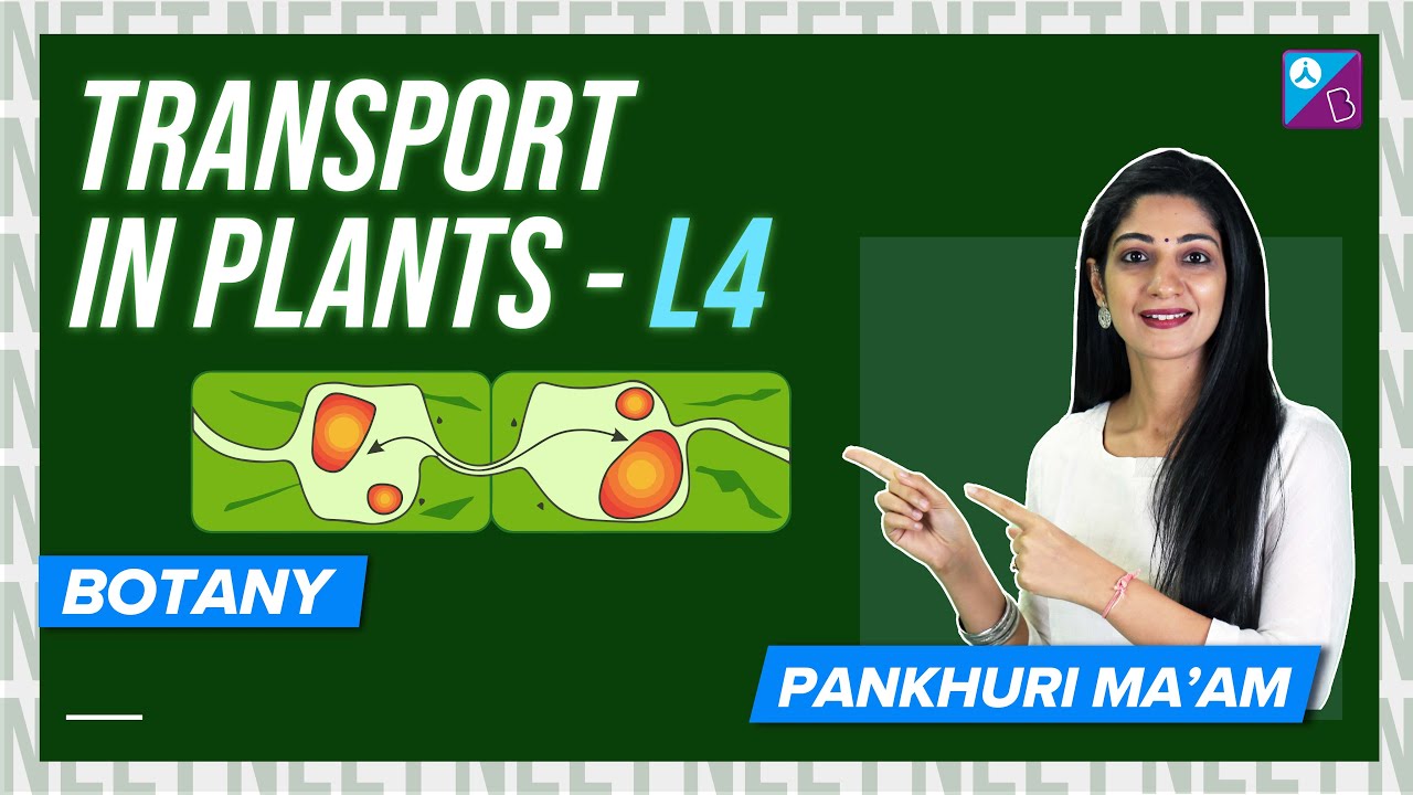 Long Distance Transport of Water Transport in Plants Class 11 Biology