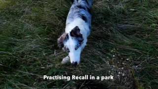 How to stop your dog from chasing cars with Louie the Border Collie