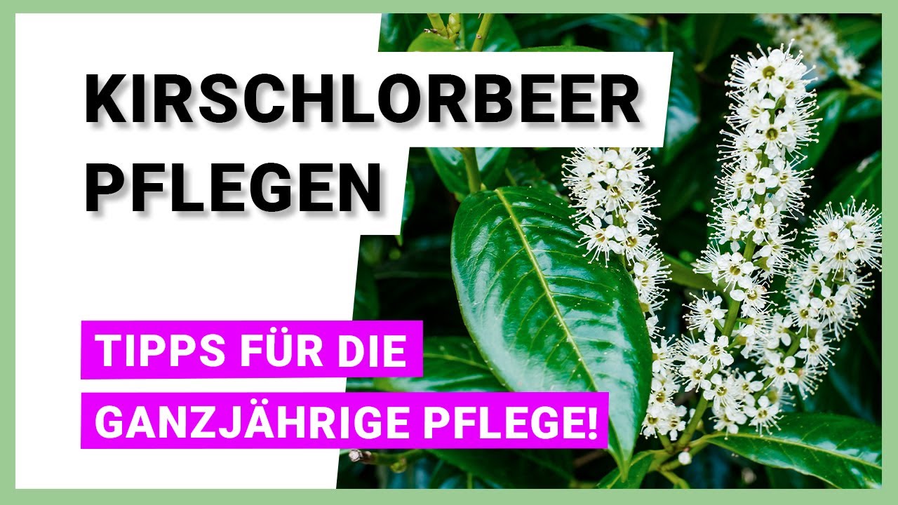 Kirschlorbeer: Tipps fr die ganzjhrige Pflanzenpflege
