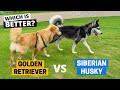 Golden Retriever vs Siberian Husky - Which is Better?