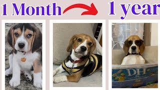 Beagle's 1month to 1 year transformation | Moon the Beagle