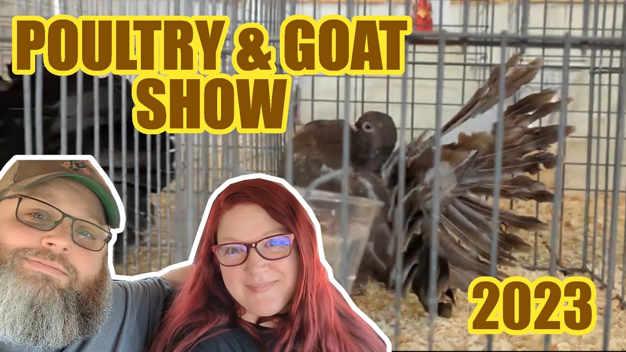 Goats and Chickens Central Maine Bird Fancier's and Maine Dairy Goat