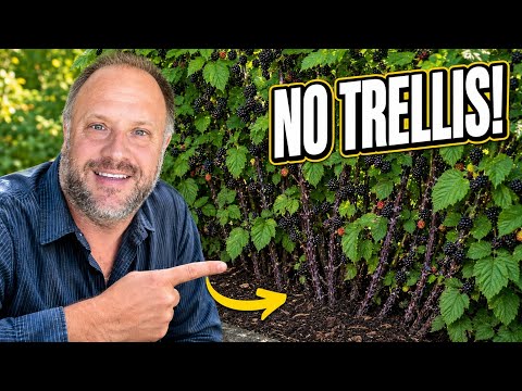 How to Grow Big Black Raspberry Canes that Stand without a Trellis