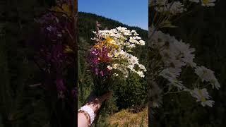 Açınca Baharın Rengarenk Gülleri