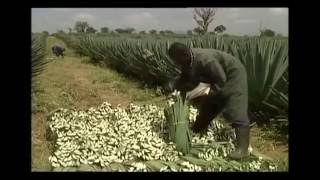 Sisal Harvesting Video