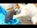 Mom cat steals and carries another one loud meow kitten