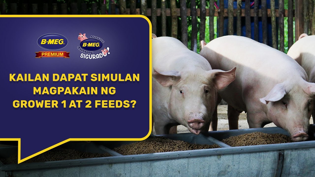 Kailan ang tamang pagpakain ng Grower feeds sa baboy?