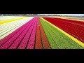 Dutch Flower Fields near Keukenhof