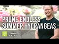 How to Prune Endless Summer Hydrangeas in Fall | Easy Pruning Guide