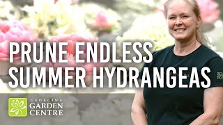 How to Prune Endless Summer Hydrangeas in Fall | Easy Pruning Guide