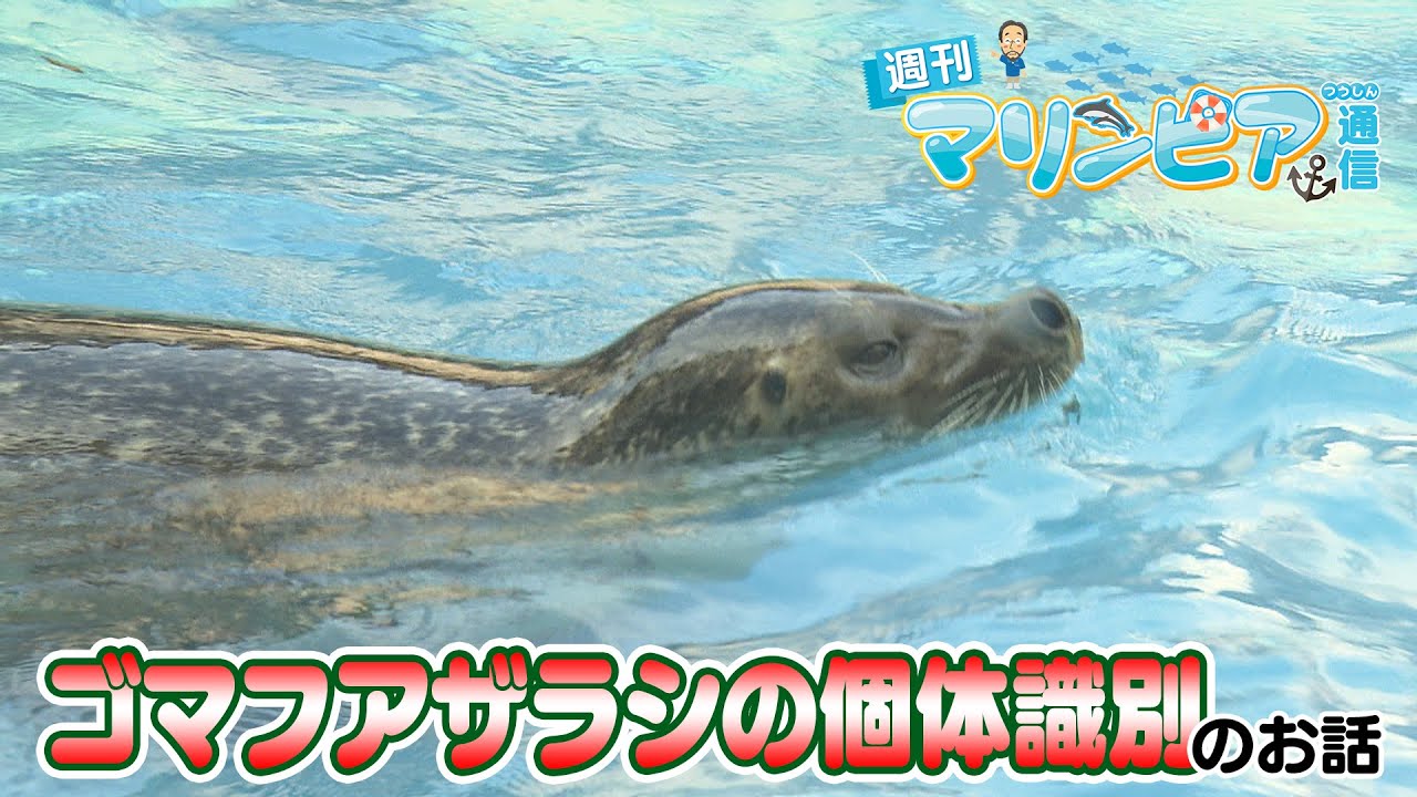 週刊マリンピア通信　＃192 ゴマフアザラシの個体識別