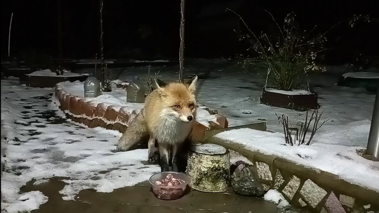 (1185) Лиса приходит в гости. Ноябрь 2025