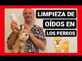 Limpieza de oídos en los perros.