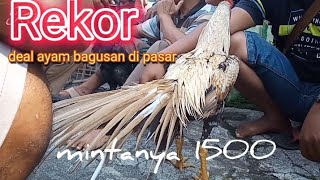 Wiring kuning istimiwir | ada di pasar ayam Bangkok Pedan Klaten |. 