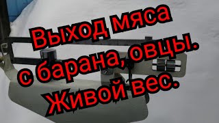 Выход мяса с Барана.