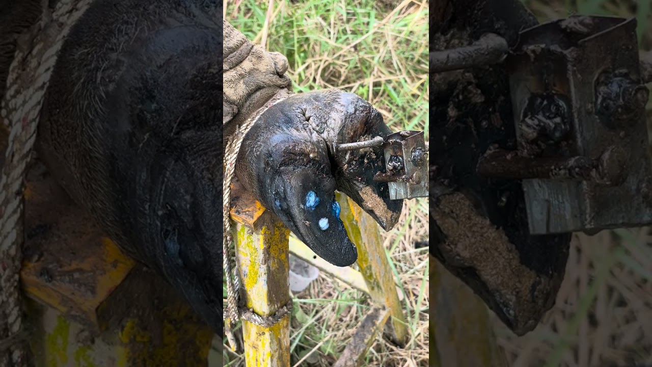 Help Cow Removing a Painful Rusty Nail Screw Trap from a Cow Foot 🐄 