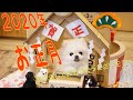2020年 ポメラニアンのお正月~子年だよ!