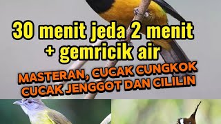 SPECIAL,masteran untuk murai batu 3 IN 1 jeda 2 menit gemricik air#masteranmurai
