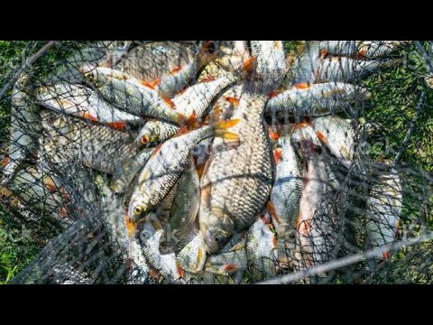 fishing videos,bass fishing,catch em all fishing,freshwater fishing,bass fishing videos  new 2023