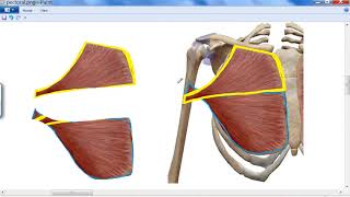 folding and twisting of pectoralis major muscle DR  SAMEH GHAZY