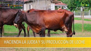Hacienda la Judea y su Produccion de Leche- TvAgro por Juan Gonzalo Angel Restrepo