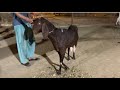 6 Kids Goat // چھ بچے دینے والی بکری