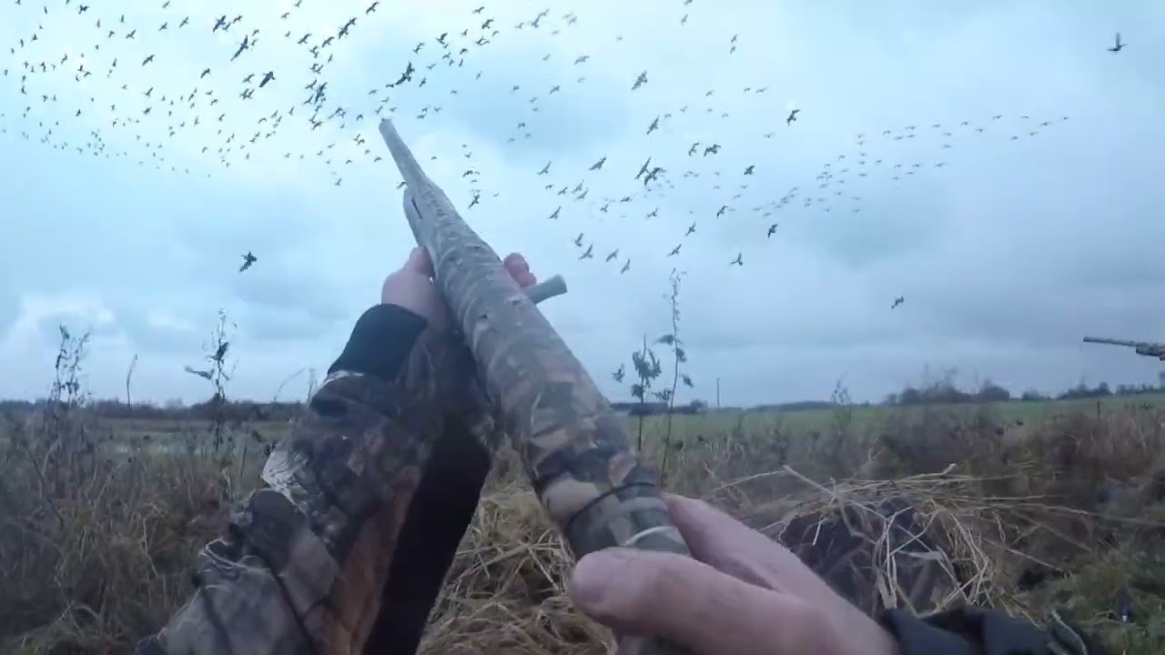 JAGT I DANMARK - DK WAI på bramgåseregulering