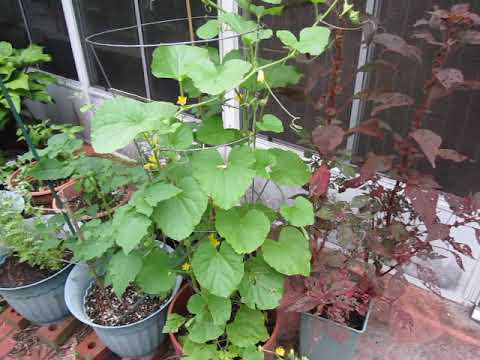 LITFM Garden Shorts - A Cuke By Any Other Name... LITFM Garden Shorts - A Cuke By Any Other Name...