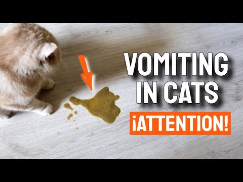Photo inspiration: Gallery Detail: Cat Vomiting Forms Causes And Treatment Video