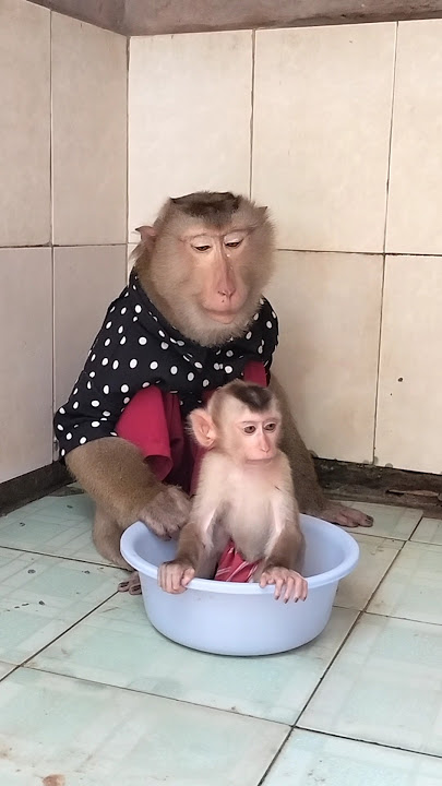 Great Video of SokYaa,ToTo , Phao And Sokhaa are HARMONY And Fun Will MAKE YOU SMILE