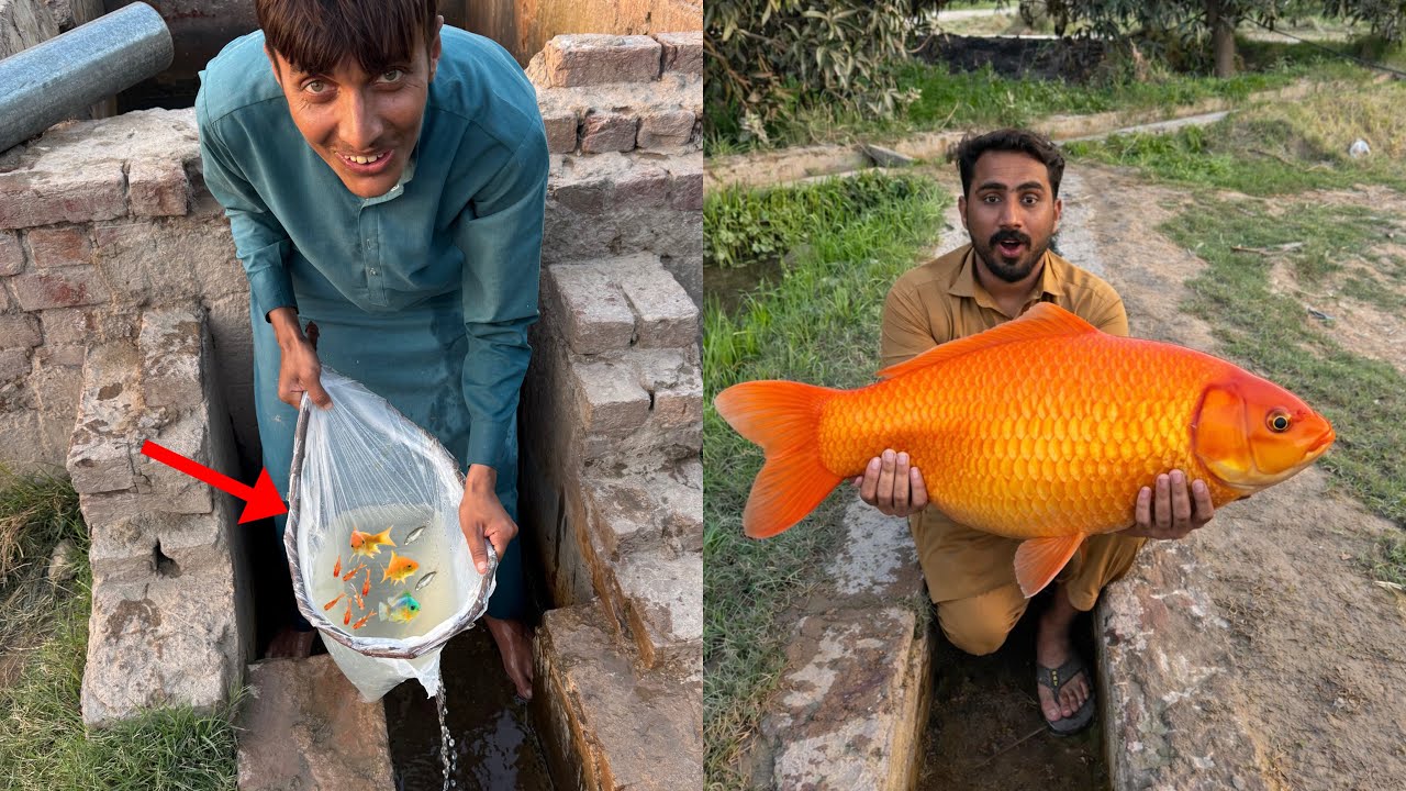Bahut Sare Colourful Fishes Pakad Li 🥳