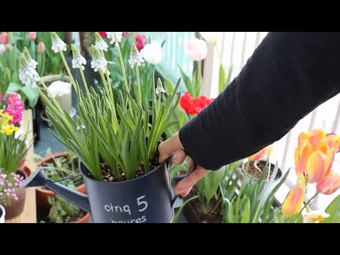 구근부터 심어 키운 베란다 정원, (ENG)