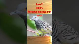 Download Lagu perkutut Rondo semoyo gacor dorr!!! MP3