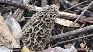 Morel Hunting Tips Day 2  2019