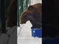 Цирковой номер, не повторять! /Bear Mansur