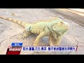 彰化出現成群綠鬣蜥　挖出數十坑洞土堤毀 20170907 公視晚間新聞