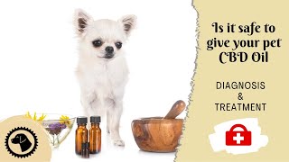 Is it safe to give your pet CBD Oil | DOG HEALTH 🐶 #BrooklynsCorner by Brooklyns Corner 306 views 10 months ago 5 minutes, 1 second