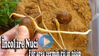 Force the germination of walnuts - germination in sand