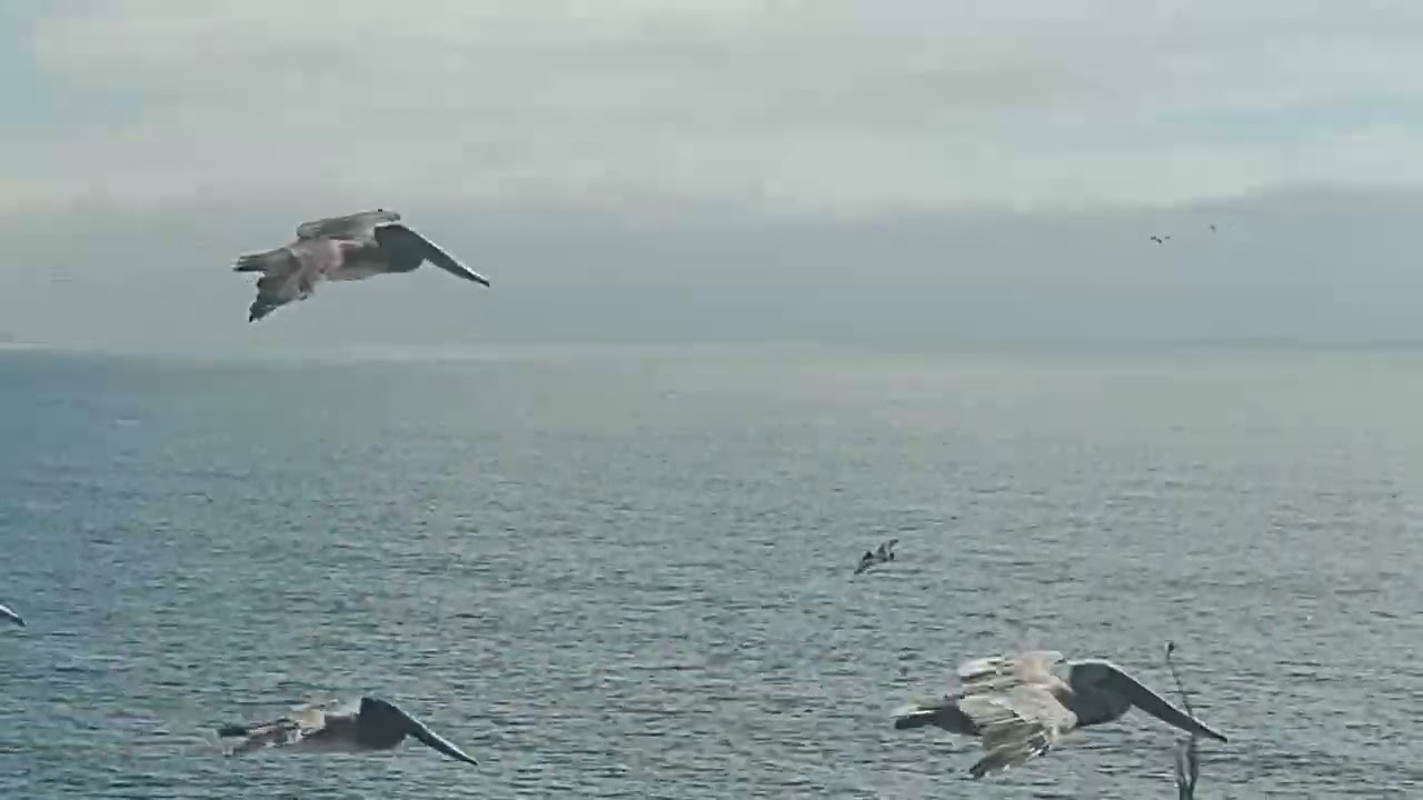 Shell Beach, Pismo CA   PELICANS in flight
