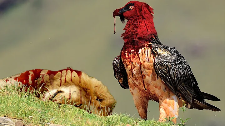 9 Deadliest Birds on the Planet - DayDayNews