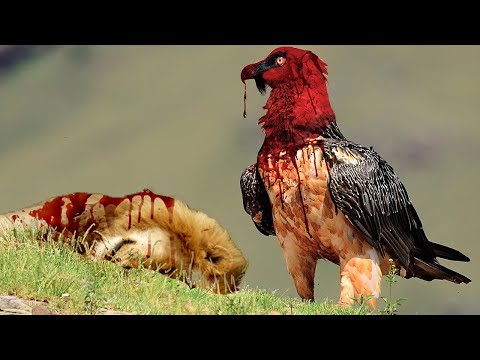 Video: What Are The Most Dangerous Birds