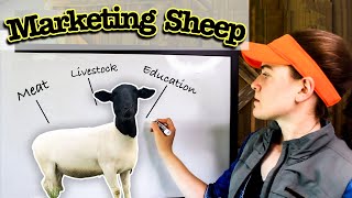 HOW I'M MARKETING MY SHEEP | Sheep Farming Business Plan