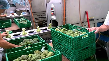 Broccoli floretting machine - Bio grower - Floreto | Sweere