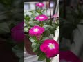 আল্লাহর সৃষ্টি কত সুন্দর